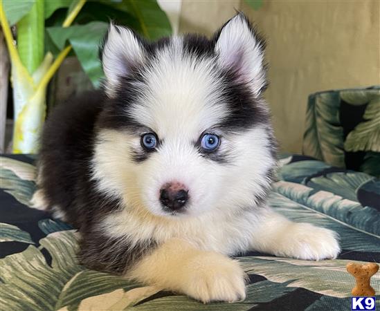Puppy Pomsky Picture 2